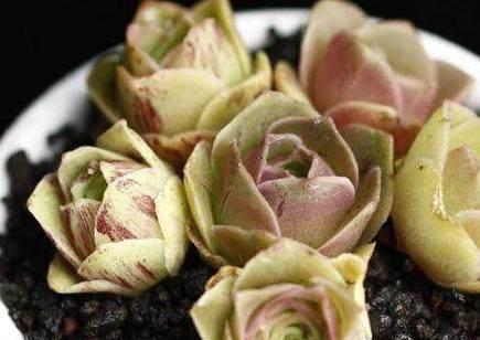 明财位：多肉植物的财气聚集地