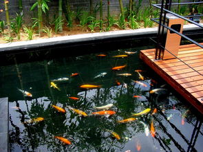 庭院养甲鱼的模式