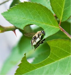 切叶蜂的习性：蜜蜂中的剪刀手