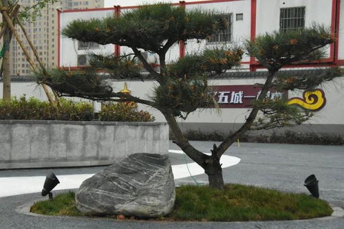 宠物设施：考虑宠物主人需求