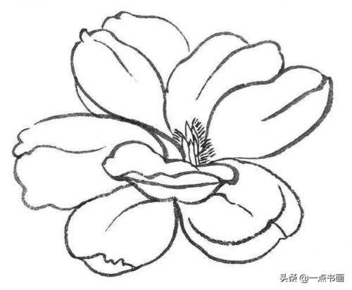 吉祥兰如何绘画？