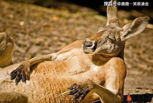 铁锈：一种病症还是一种现象？