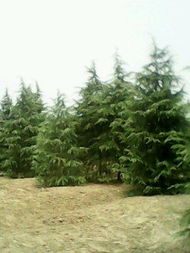 冠幅的标准意义