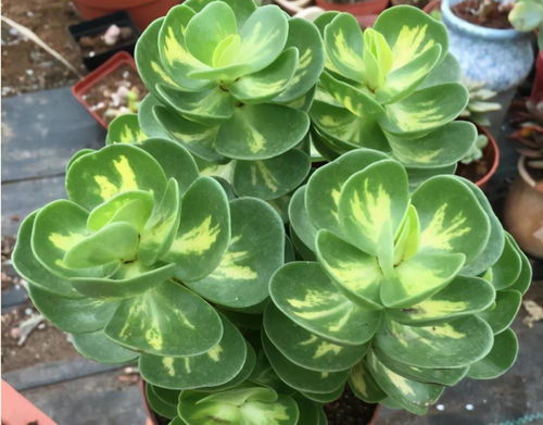 冬天养不死的植物大揭秘