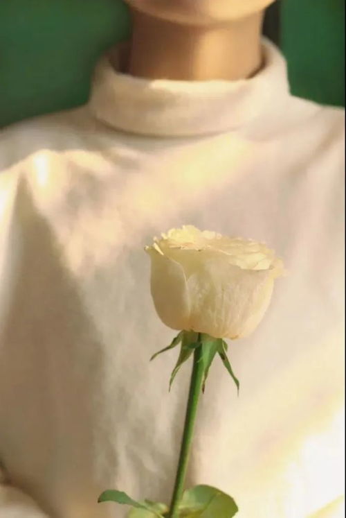 自负自恋的花，难道不是玫瑰