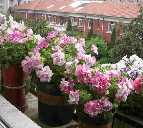 矮牵牛， 矮矮的却彳艮美