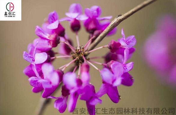 1、 佛手花：招财进宝，财源广进