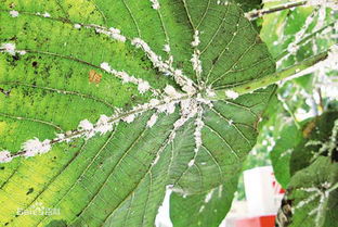 丙环唑：那是什么鬼？