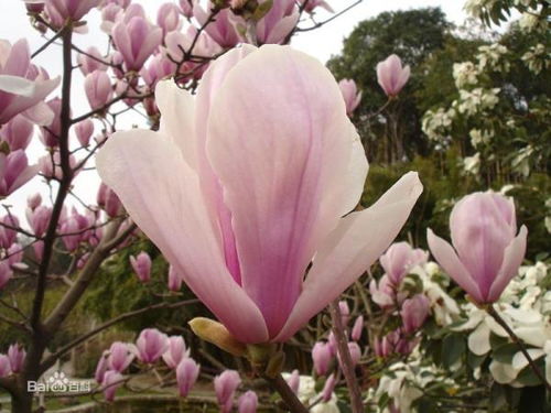 红玉兰，那花儿，那香儿