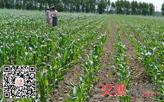 夏玉米除草剂使用时间