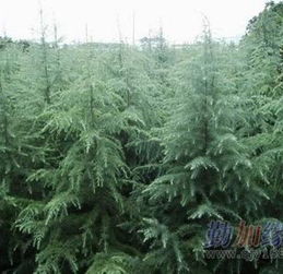 南京汤泉苗圃场：专业种植， 历史悠久