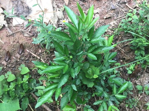 功劳木为何被誉为天然良药？其功效与作用有哪些