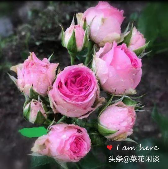 堪外观，是不是美美哒