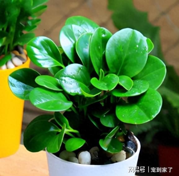 第二章：辣辣的花的秘密