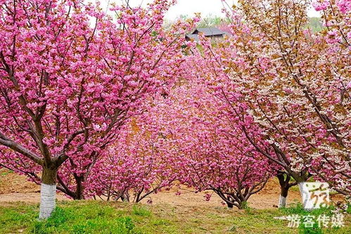 樱花与碧桃， 傻傻分不清楚