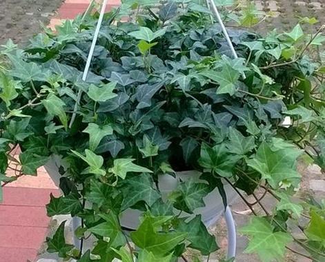 玫瑰花具有净化空气、吸收甲醛的作用