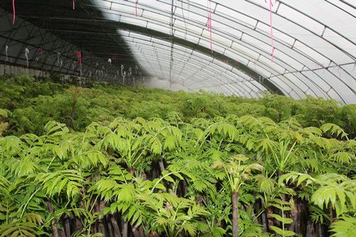 大棚种植注意事项