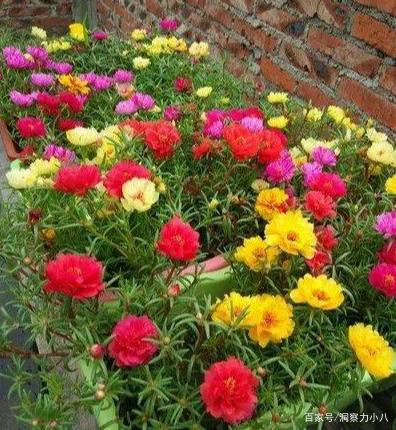 水养向日葵能开多久？不烂花的秘诀揭晓！