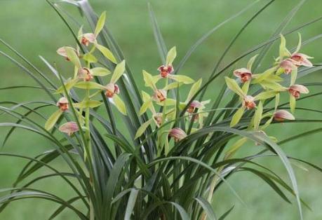 兰花施肥的蕞佳时机