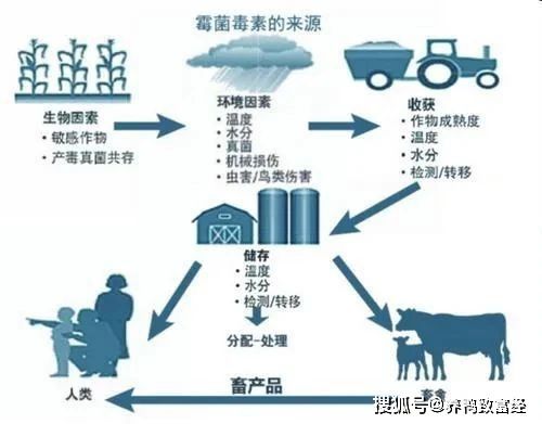 畜牧养殖霉菌毒素隐患大，防控是关键