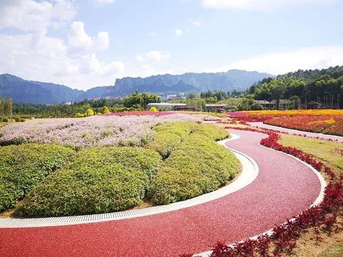 新手养花，教训深刻