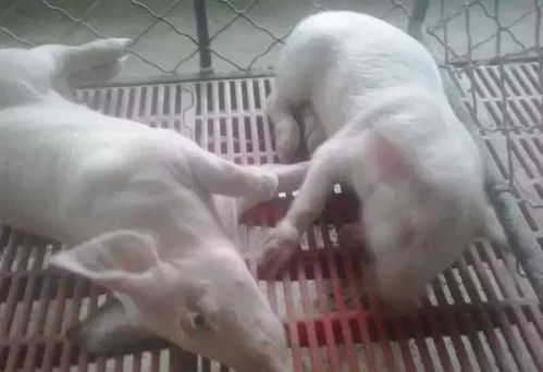 新生仔猪溶血病与低血糖症如何准确鉴别？