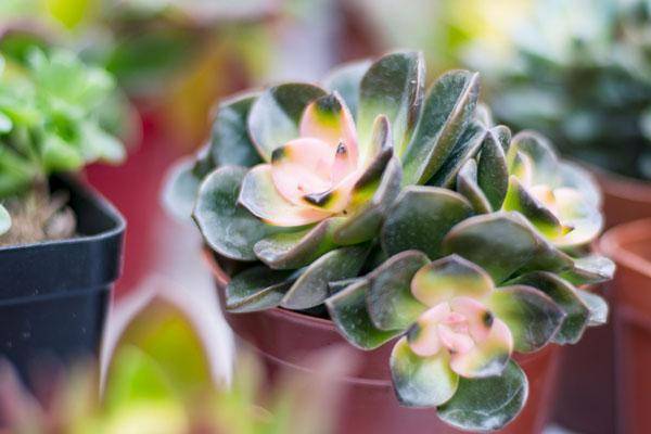 3. 凤仙花：五彩斑斓的童话世界