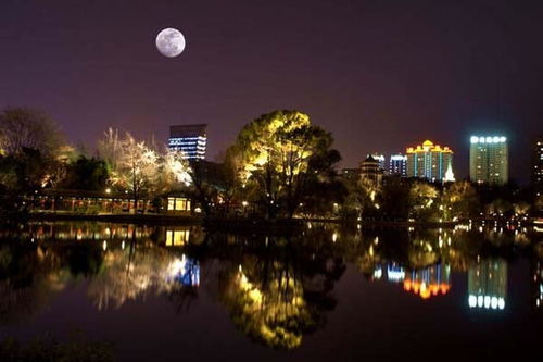 迎泽公园里的月季盛宴