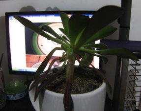 叶片干瘪脱落，原因竟是浇水过多？