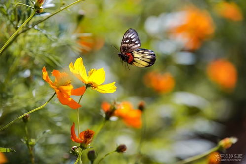 那美丽的小花， 长得真像鸭子嘴