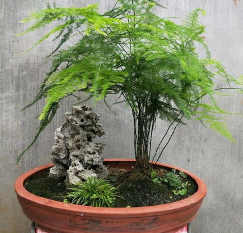 水培文竹如何科学管理才能使其生长更旺盛