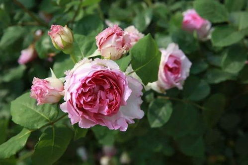 月季家族， 繁花似锦