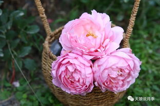 伊芙日出的独特之处