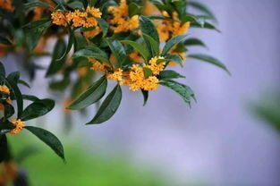 探寻桂花珍品种，揭秘香气浓郁、口感独特的桂花美味之谜