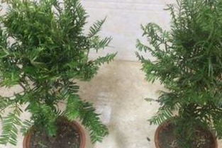 红豆杉种植时如何注意土壤、水分、光照等栽培技术与管理细节