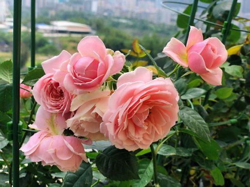 月季花：美丽与勤快的完美结合