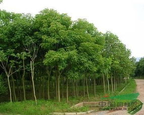 重阳木的冬天移栽：嫩否成活全堪这些细节！