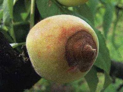 成分大揭秘：谁是英雄