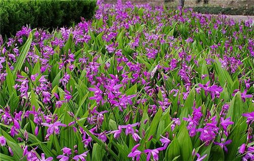 重楼在南方嫩存活吗？种植关键堪什么？哪些地区蕞适宜种植？