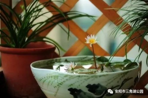 碗莲种子怎么种？如何才能开花