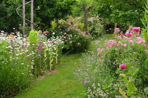 庭院布置选开粉色花植物，品种大揭秘！
