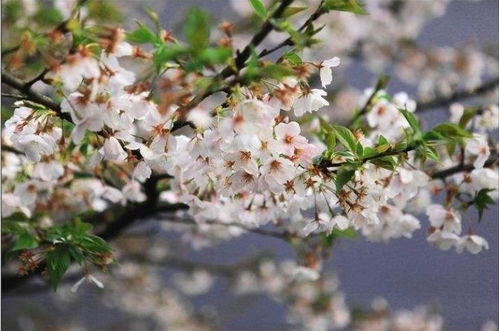 山樱花的花期与季节