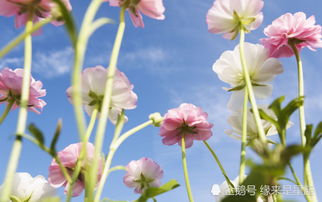 让花变蓝的魔法手册