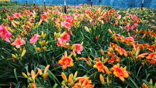 听胡同里的笑声， 想古树名牌的传说