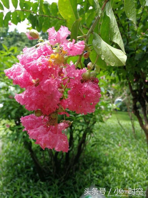 紫薇的互动特性