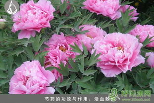 芍药功效知多少？它对女性健康有何神奇作用
