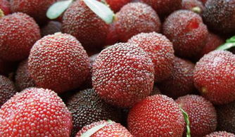 福建三明基地的对比试验：农业种植技术