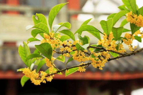 秋天什么花开？这几种秋花你一定不能错过