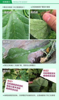 醚菌酯对人体健康有危害吗?