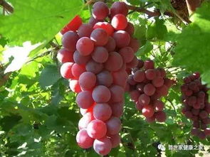 选优质葡萄品种，如何确保成活率